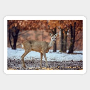 Roe deer in the forest Sticker